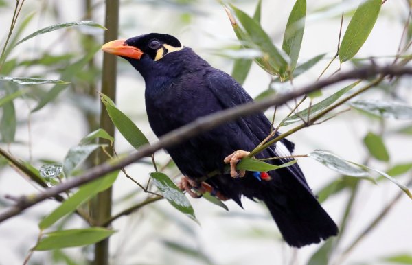 Beo im Vogelpark Marlow - © Foto: Bernd Wüstneck/dpa-Zentralbild/dpa