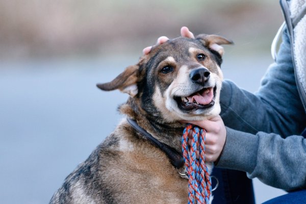 Ein Hund schaut in die Kamera - © Foto: Markus Scholz/dpa-tmn