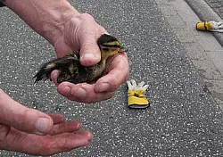 Ein Feuerwehrmann h&auml;lt eines der befreiten K&uuml;ken. - &copy; FOTO: JOBST L&Uuml;DEKING