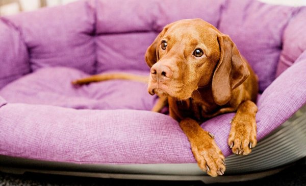 Hat man am besten bereits bevor der Hund einzieht: ein Körbchen oder eine Decke zum Schlafen für den Vierbeiner. - © Monique Wüstenhagen/dpa-tmn/dpa
