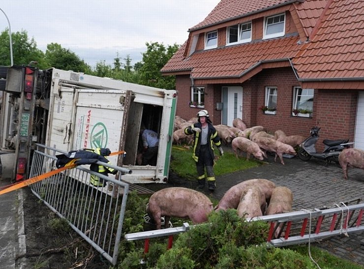 Feuerwehr und Polizei versuchen, die Borstenviecher wieder einzufangen. - © FOTO: RALPH MEYER