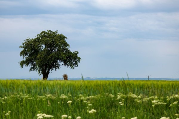Der Wetterumschwung kann Gewitter und Starkregen bringen. (Symbolbild) - © Jörg Halisch/dpa