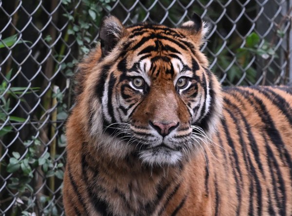 Sumatra-Tiger sind vom Aussterben bedroht. (Archivbild) - © Arne Dedert/dpa