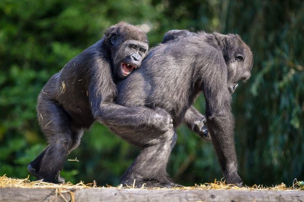 Auch Gorillas treiben laut Analysen gern Schabernack mit anderen. - © Ben Birchall/PA Wire/dpa