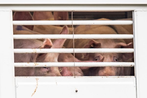 Schweine stehen in einem Tiertransporter, der auf das Gelände der Firma Tönnies fährt. - © David Inderlied/dpa/Archivbild