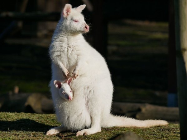 Das weiße Bennett-Känguru mit seiner Mutter namens Flöckchen, ebenfalls ein Albino. - © -/Zoo Hoyerswerda/dpa