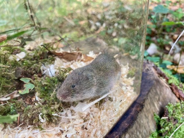 Eine Bayerische Kurzohrmaus (Microtus bavaricus) sitzt in einer Lebendfalle. - © David Stille/Bayerisches Landesamt für Umwelt/dpa