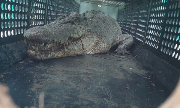 Die gefangenen Krokodile sollen in einer Krokodilfarm oder einem Zoo untergebracht werden. - © Uncredited/DEPARTMENT OF ENVIRONMENT SCIENCE AND INNOVATION/AAP/dpa