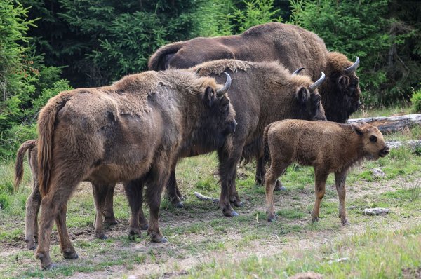 Wisente gehen durch die Wisent-Wildnis im Sauerland. - © Oliver Berg/dpa/Archivbild
