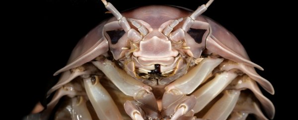 Die neu entdeckte Asselart heißt Bathynomus vaderi - nach dem Star-Wars-Bösewicht Darth Vader. - © Nguyen Thanh Son/Pensoft Publishers/dpa