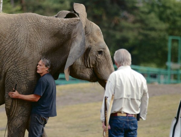 Auf neuem Boden unterwegs: Elefantenkuh "Baby" kommt unter den Augen von Zooinhaber Fritz Wurms (r.) im Zoo des Safariparks an. Besitzer Stefan Frank beruhigt den Dickhäuter. - © Patrick Hermann