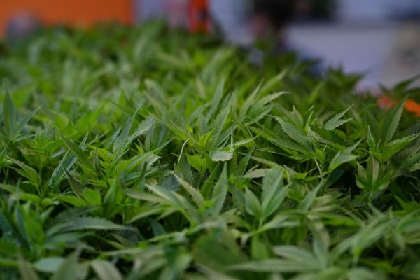 Im Fokus der Ermittler aus NRW und Niedersachsen stehen Cannabisplantagen. (Symbolbild) - © Michael Brandt/dpa