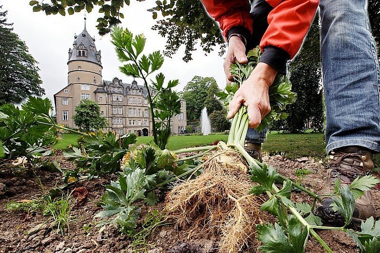 Gemüse ins Beet: Die Stadt Andernach hat sich mit Gemüse auf öffentlichen Grünflächen einen Namen gemacht. In Detmold wird jetzt auch darüber diskutiert. Noch wird auf dem Schlossplatz aber nicht gesät oder gerntet, das Bild ist eine Montage. - © FotoMOntage: preuss
