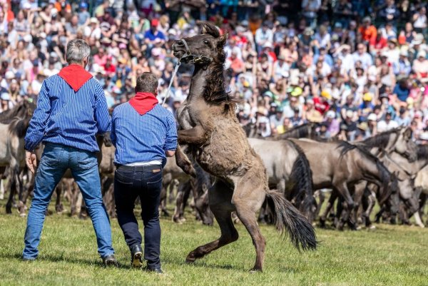 Zwei Fänger haben einen jungen Hengst ausgemacht und fangen diesen ein. - © Christoph Reichwein/dpa