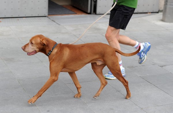 Joggen mit dem Hund - © Foto: Tobias Hase