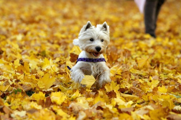 Ein kleiner Hund rennt durch Herbstlaub - © Foto: Daniel Karmann/dpa/dpa-tmn