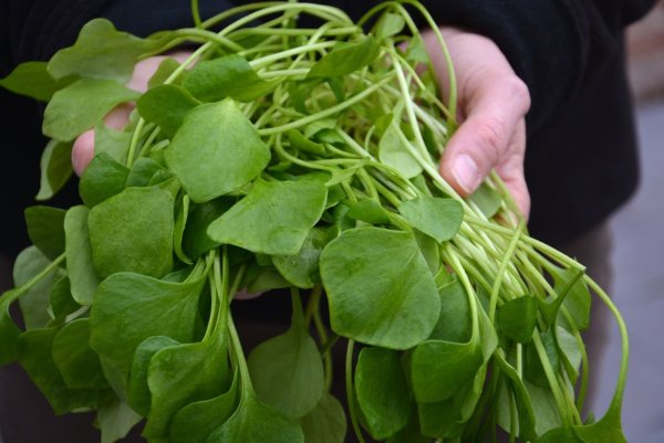 Postelein - © Foto: Sabine Weis/Rheinischer Landwirtschafts-Verband e.V./dpa-tmn