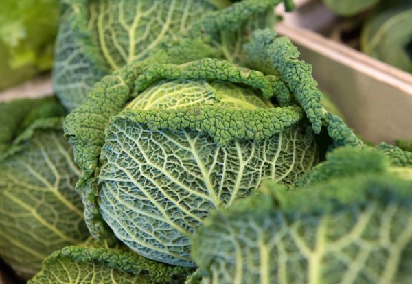 Frischer Wirsing - © Foto: Andrea Warnecke