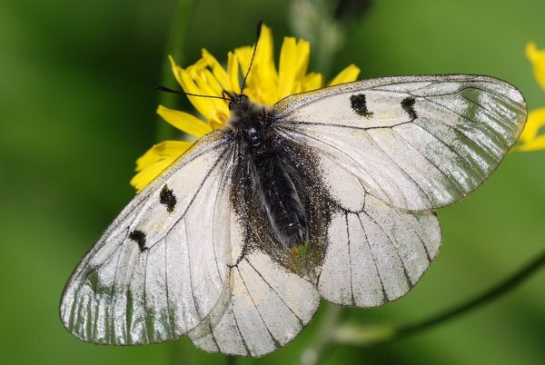 Schmetterling - © Foto: Thomas Gundelach/dpa