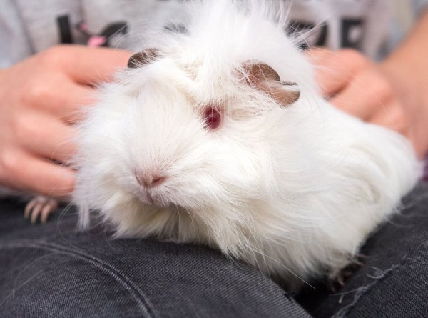 Kind mit Meerschweinchen - © Foto: Andrea Warnecke/dpa-tmn
