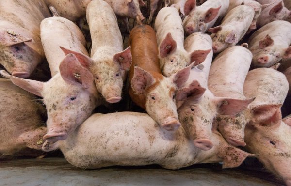Schweinehaltung - © Foto: Friso Gentsch/dpa