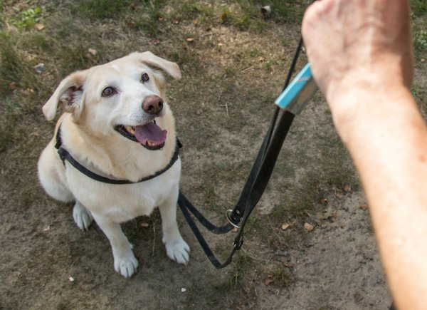 Bei wem bleibt der Hund? - © Foto: Christin Klose/dpa-tmn/Illustration