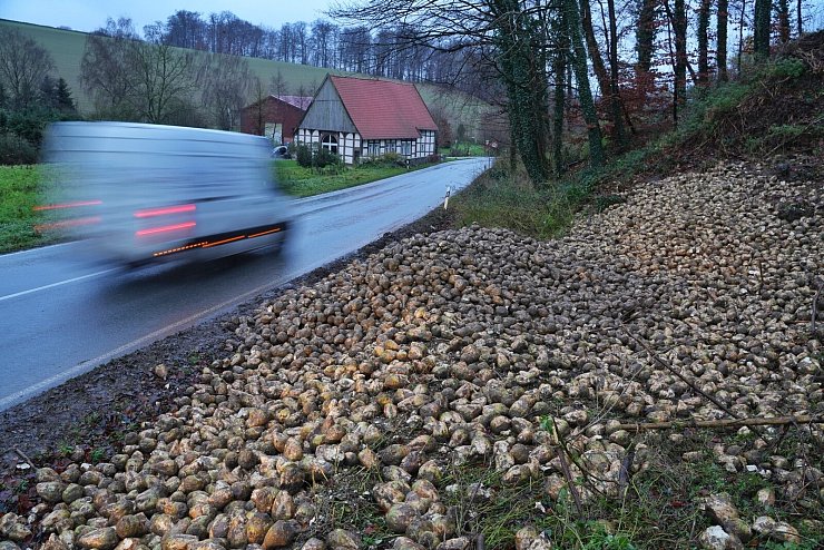 Am Freitagmorgen liegen noch unzählige Zuckerrüben am Straßenrand. - © Freitag TV