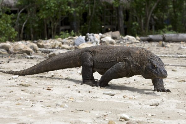 Komodowaran - © Foto: Made Nagi/EPA