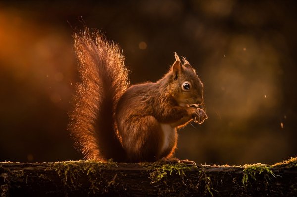 Rote Eichhörnchen werden in Großbritannien zunehmend verdrängt. (Archivbild) - © Danny Lawson/PA Wire/dpa