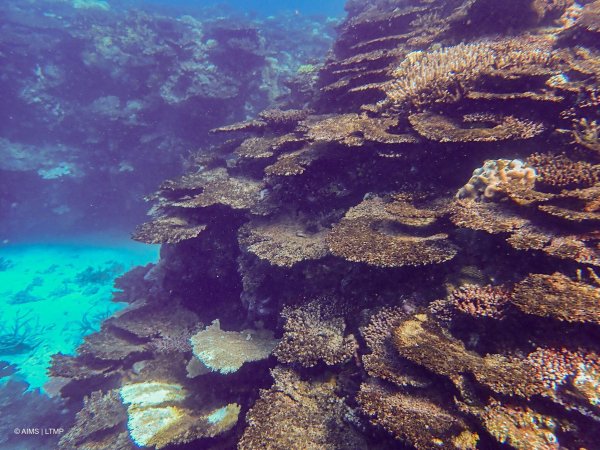Immer neue Korallenbleichen setzen dem Naturwunder schwer zu. - © -/LTMP/dpa