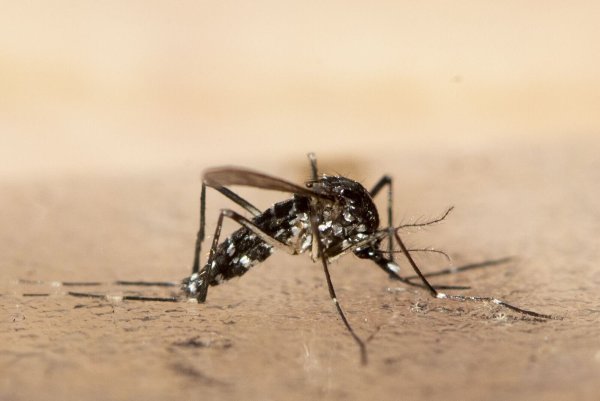 In Südchina breitet sich seit Kurzem das von Mücken übertragene Chikungunya-Virus rasch aus. - © Ennio Leanza/KEYSTONE/dpa
