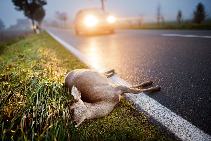 Ein totes Reh liegt nach der Kollision mit einem Auto am Straßenrand einer Landstraße. - © dpa