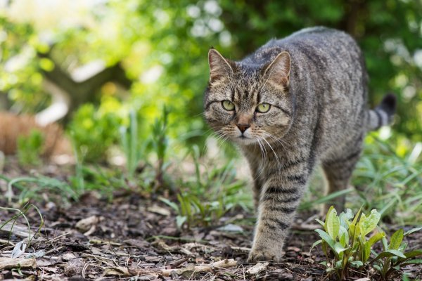 In der Natur stromern: Ist die Bindung zum Heim gefestigt, bietet der Garten eine Möglichkeit für einen kontrollierten Freigang. - © Franziska Gabbert/dpa-tmn