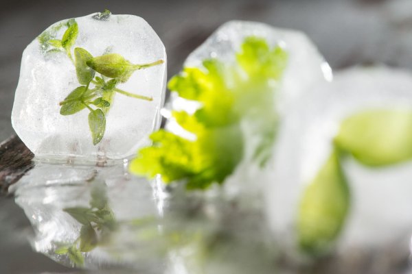 Auch Kräuter lassen sich gut einfrieren - hier sogar als besonderer Clou in einem Eiswürfel. - © Franziska Gabbert/dpa-tmn