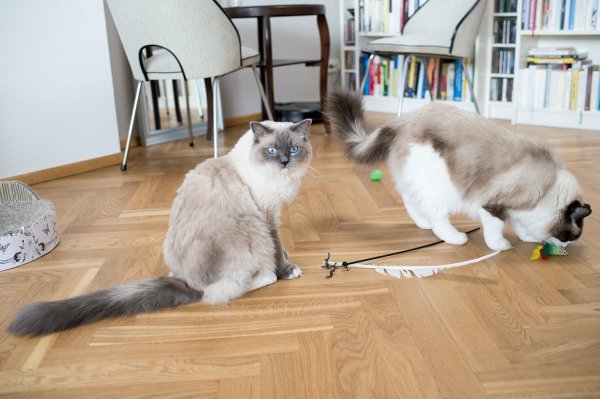 Katzen beim Spielen - © Foto: Henrik Josef Boerger/dpa-tmn