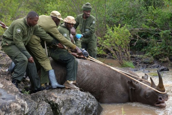 Ranger des Kenya Wildlife Service und ein Fangteam ziehen ein betäubtes Spitzmaulnashorn aus dem Wasser im Nairobi-Nationalpark. - © Brian Inganga/AP/dpa