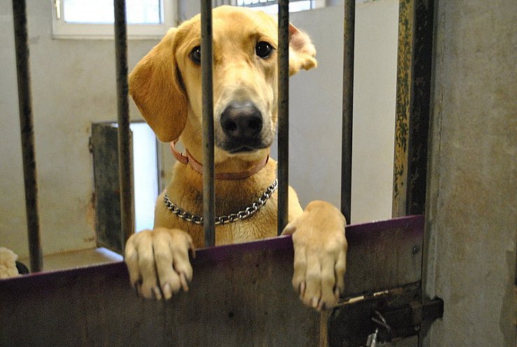 Was aus den Hunden und Katzen wird, ist unklar. - © Foto: Uwe Pollmeier