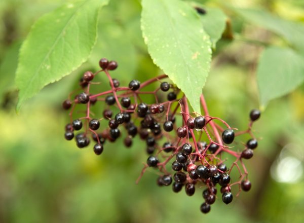 Schwarzer Holunder strotzt vor Vitaminen - © Foto: Andrea Warnecke