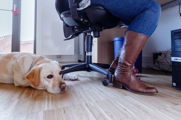 Bürohunde brauchen Übung - © Foto: Markus Scholz