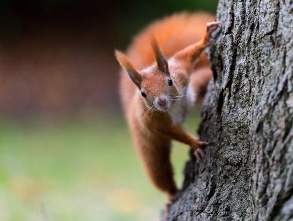 Eichhörnchen - © Foto: Monika Skolimowska