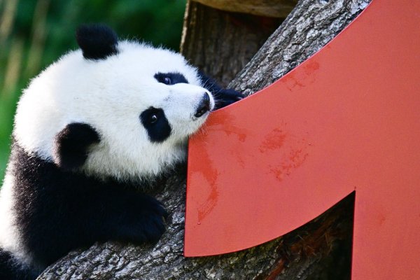 Vor einem Jahr kamen die Pandabären Leni und Lotti zur Welt. - © Sebastian Christoph Gollnow/dpa