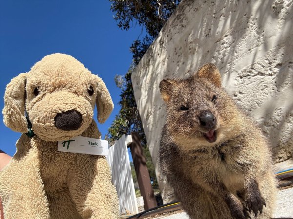 Jack erlebt große Abenteuer - so ließ er sich mit einem einheimischen Quokka auf Rottnest Island fotografieren. - © Holiday Inn Perth City Centre/dpa