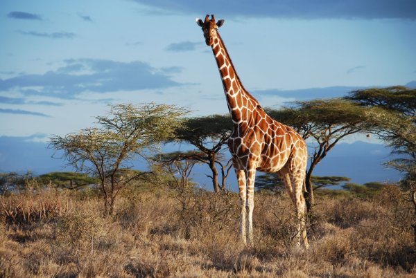Eine Netz-Giraffe im Samburu National Park, Kenia. - © -/GCF/dpa