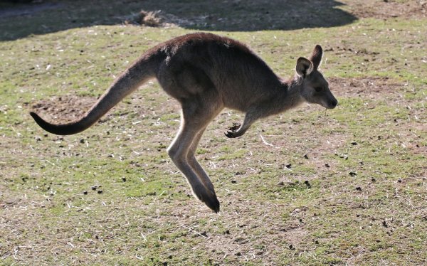 In Australien vergeben die Behörden Lizenzen zum Töten von Kängurus. (Archivbild) - © Rob Griffith/AP/dpa