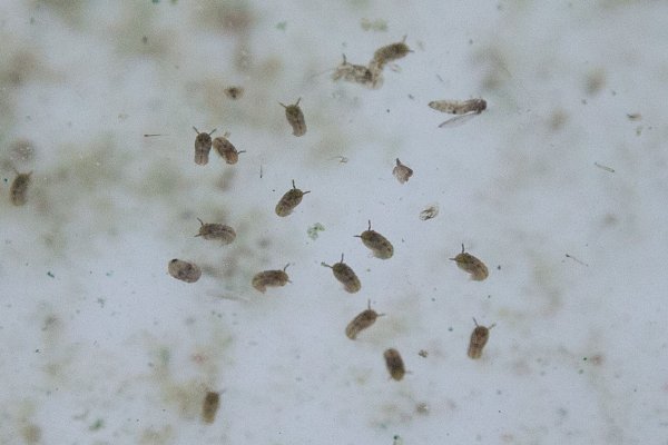 Das Oropouche-Virus wird durch verschiedene Mücken übertragen. - © Christian Charisius/dpa