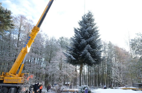Eine 15 Meter hohe Nordmanntanne wird von einem Kran gehalten. Der Baum soll am Brandenburger Tor in Berlin aufgestellt werden. - © Sebastian Willnow/dpa