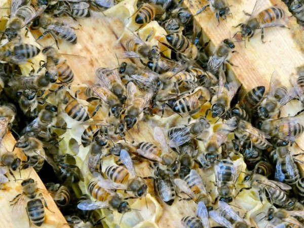 Die Bienen sind immer in Bewegung. (Archivbild) - © Alina Grünky/dpa