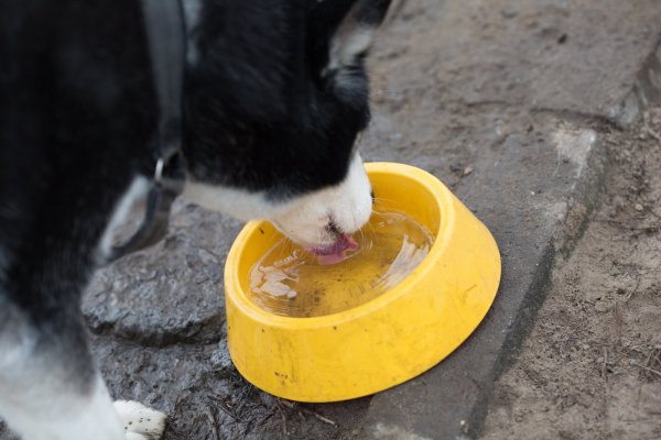 Hund mit Napf - © Foto: Florian Schuh