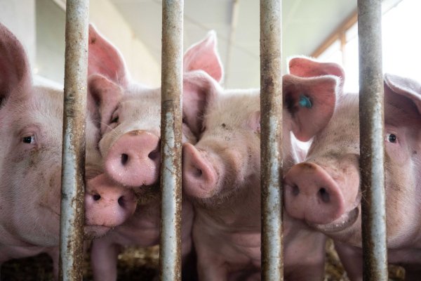 Der Bau tiergerechter Schweineställe bleibt Ziel. - © Marijan Murat/dpa