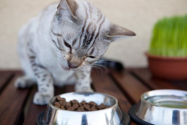 Trockenfutter für Katzen - © Foto: Silvia Marks